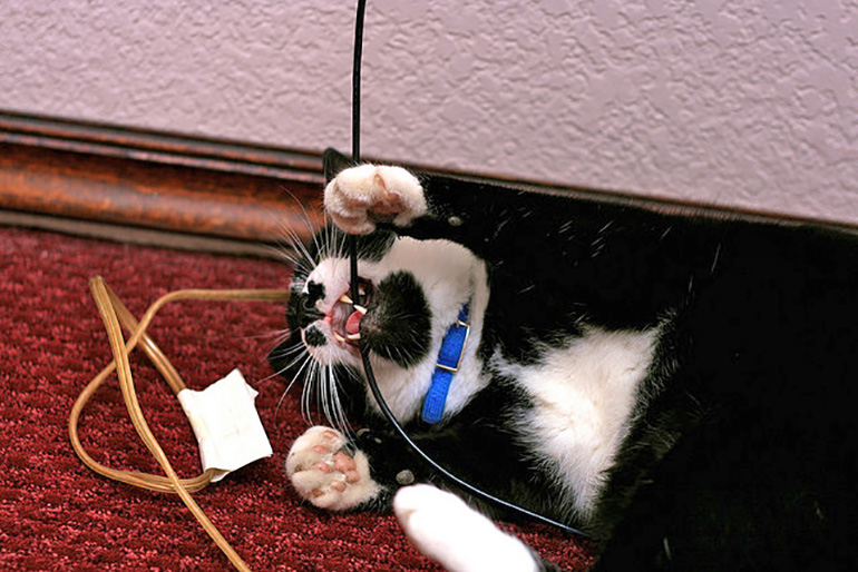 Кот играет с проводами