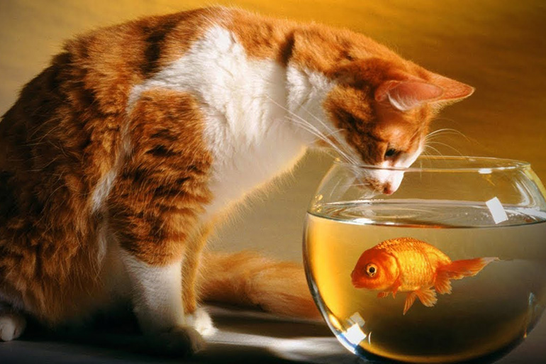 Кошка и золотая рыбка