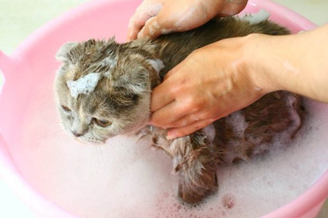 Помывка кота