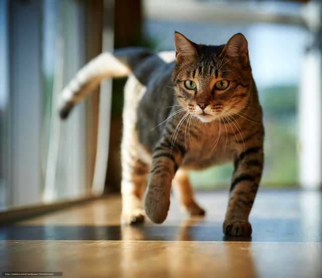 Кот идет по коридору