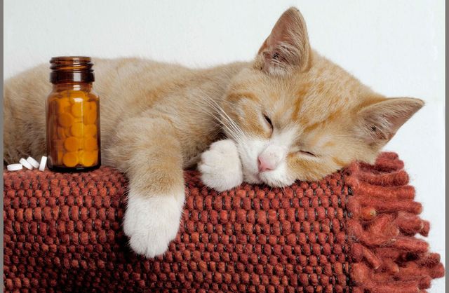 Таблетки для кошки