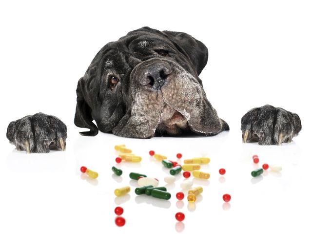Собака смотрит на таблетки
