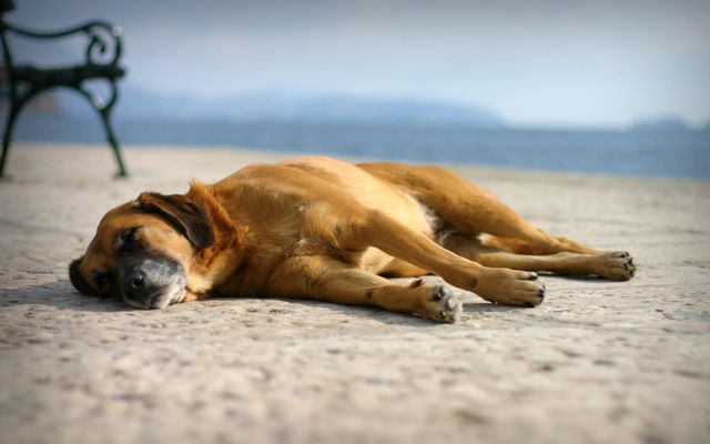 Пес лежит на песке