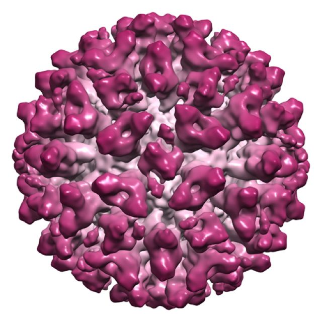 Модель вируса