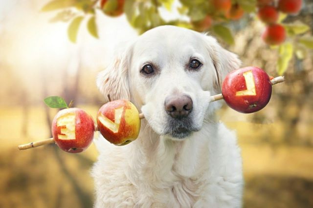 Собака держит палку с яблоками