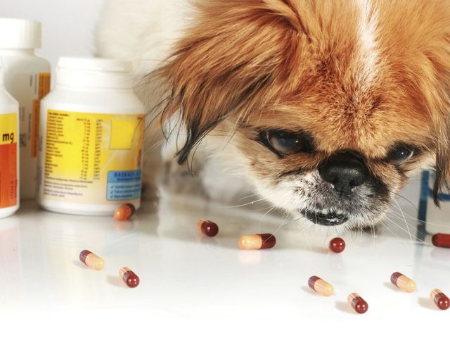 Собака ест таблетки