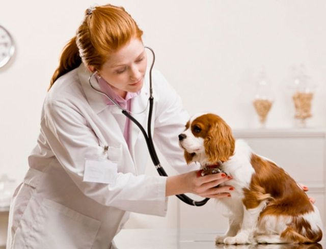 Лечение собаки у ветеринара