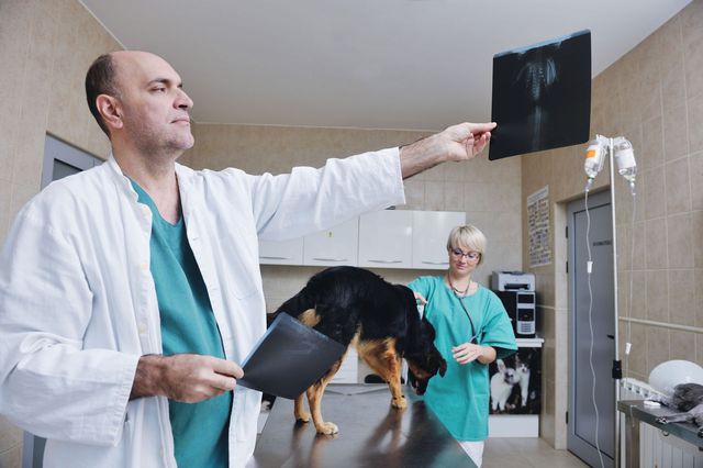 Лечение собаки у ветеринара