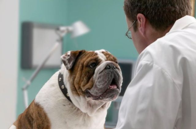 Собака смотрит на врача