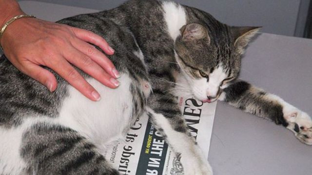 Кот лежит на газетке
