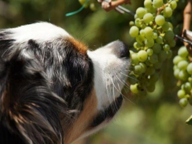 виноград собакам